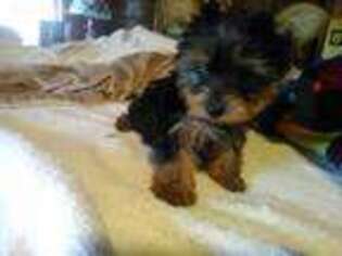 Yorkshire Terrier Puppy for sale in Northome, MN, USA