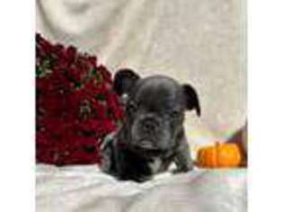 French Bulldog Puppy for sale in Jamestown, TN, USA