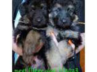 German Shepherd Dog Puppy for sale in Menomonee Falls, WI, USA