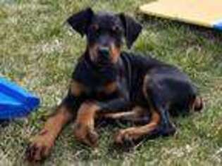 Doberman Pinscher Puppy for sale in Lehi, UT, USA