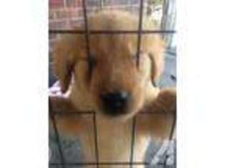 Golden Retriever Puppy for sale in SALISBURY, NC, USA