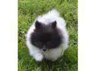 Pomeranian Puppy for sale in Grain Valley, MO, USA