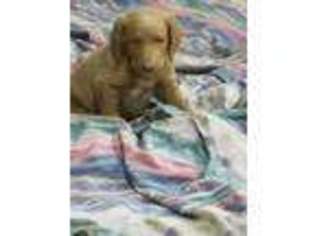 Labradoodle Puppy for sale in La Pine, OR, USA