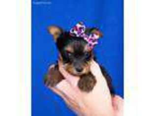 Yorkshire Terrier Puppy for sale in Walhonding, OH, USA
