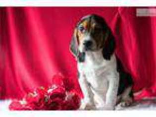 Beagle Puppy for sale in Youngstown, OH, USA