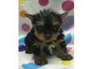 Yorkshire Terrier Puppy for sale in Belden, MS, USA