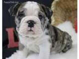 Bulldog Puppy for sale in Miller, MO, USA