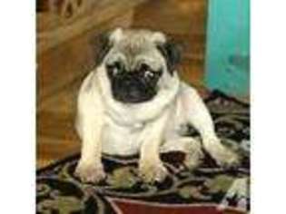 Pug Puppy for sale in COULTERVILLE, IL, USA