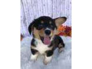 Pembroke Welsh Corgi Puppy for sale in Calera, OK, USA