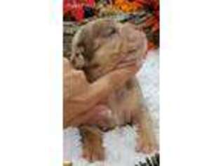 Bulldog Puppy for sale in Littlestown, PA, USA