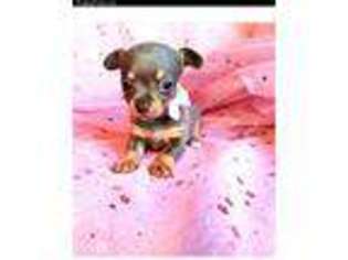 Chihuahua Puppy for sale in Florence, KY, USA