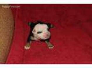 Miniature Bulldog Puppy for sale in Tucson, AZ, USA