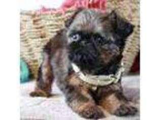 Brussels Griffon Puppy for sale in Lapeer, MI, USA