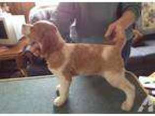 Brittany Puppy for sale in ALBION, PA, USA
