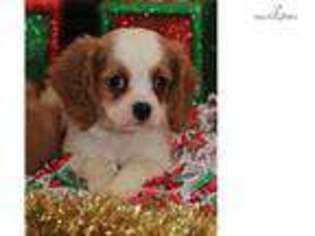 Cavalier King Charles Spaniel Puppy for sale in Charleston, WV, USA