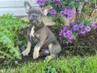 French Bulldog Puppy for sale in Cochranville, PA, USA