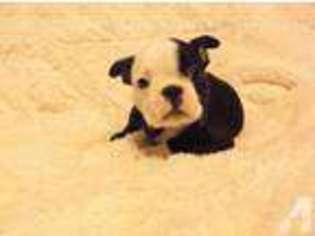 Boston Terrier Puppy for sale in SELIGMAN, MO, USA