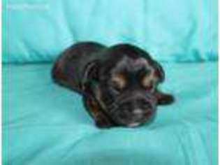 Border Terrier Puppy for sale in Helena, MT, USA