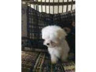 Maltese Puppy for sale in Dayton, OH, USA