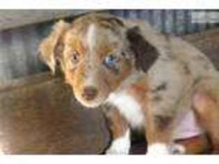 Miniature Australian Shepherd Puppy for sale in Sioux Falls, SD, USA