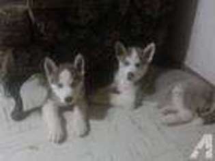 Siberian Husky Puppy for sale in BLOOMFIELD, NJ, USA