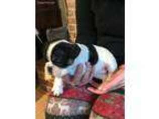 French Bulldog Puppy for sale in Dundee, OR, USA