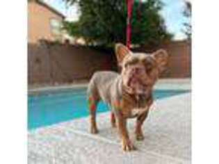 French Bulldog Puppy for sale in Maricopa, AZ, USA