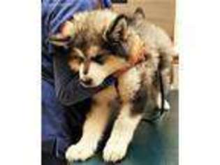Alaskan Malamute Puppy for sale in Lehigh Acres, FL, USA