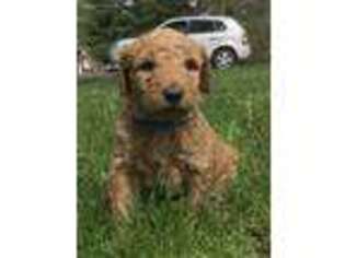 Goldendoodle Puppy for sale in Mora, MN, USA