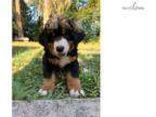 Bernese Mountain Dog Puppy for sale in Corvallis, OR, USA