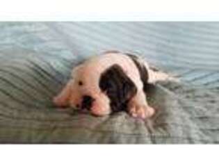 Bulldog Puppy for sale in Selinsgrove, PA, USA