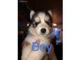 Siberian Husky Puppy for sale in Caldwell, ID, USA