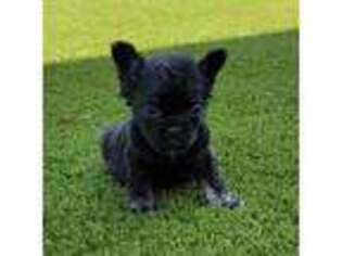 French Bulldog Puppy for sale in Camdenton, MO, USA