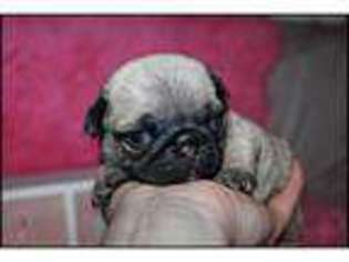 Pug Puppy for sale in Leeds, West Yorkshire (England), United Kingdom
