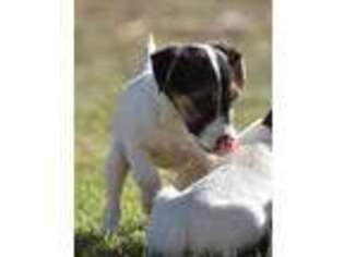 Jack Russell Terrier Puppy for sale in Riverside, CA, USA