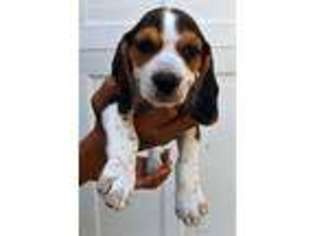 Beagle Puppy for sale in Morgan Hill, CA, USA
