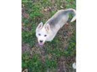 Siberian Husky Puppy for sale in Ardmore, OK, USA