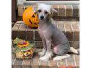 Chinese Crested Puppy for sale in Unknown, , USA