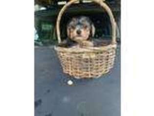 Yorkshire Terrier Puppy for sale in Staten Island, NY, USA