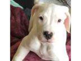 Dogo Argentino Puppy for sale in Isanti, MN, USA