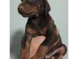 Doberman Pinscher Puppy for sale in Saginaw, MI, USA