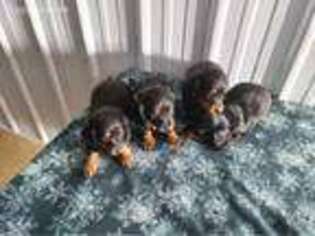 Dachshund Puppy for sale in Arena, WI, USA