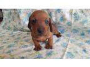 Dachshund Puppy for sale in Elizabethtown, KY, USA