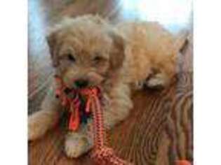 Goldendoodle Puppy for sale in Tomahawk, WI, USA