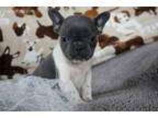 French Bulldog Puppy for sale in Dougherty, IA, USA
