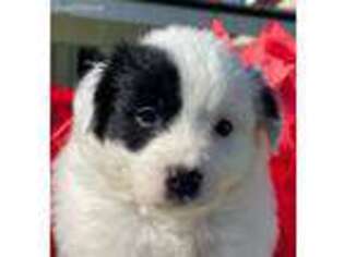 Border Collie Puppy for sale in Costa Mesa, CA, USA