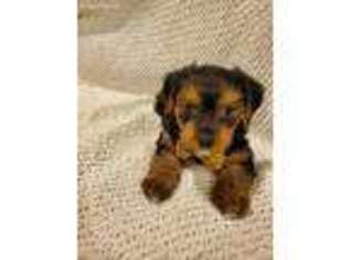 Yorkshire Terrier Puppy for sale in Hesperia, CA, USA