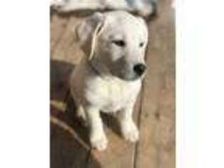 Labrador Retriever Puppy for sale in Clarkston, UT, USA