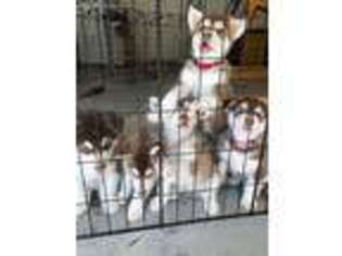 Alaskan Malamute Puppy for sale in Dacula, GA, USA