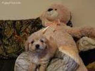 Mutt Puppy for sale in Lyndhurst, VA, USA